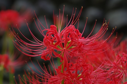 西方寺の彼岸花