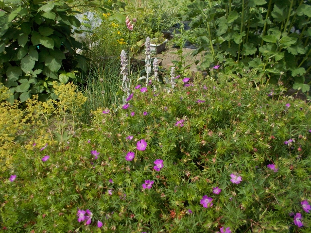 DSCN0583 (640x480).jpg