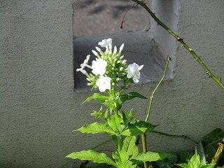 IMG_6925ss.jpg