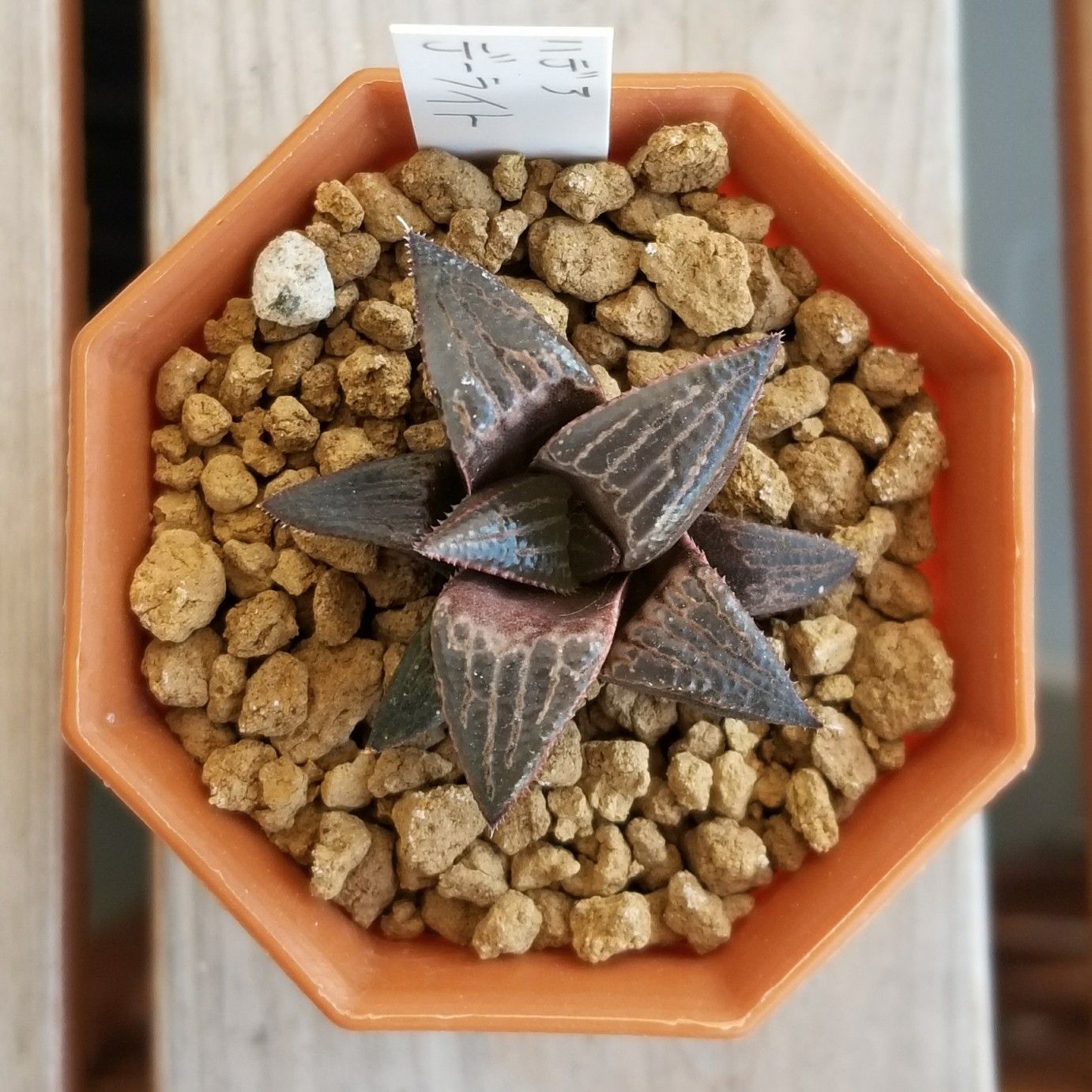 多肉植物　ハオルチア　バディア　デーライト　
