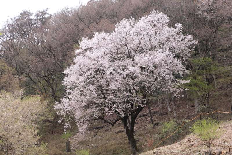黒川桜の森_005長老.jpg