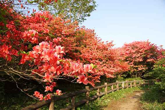 船窪つつじ公園-08