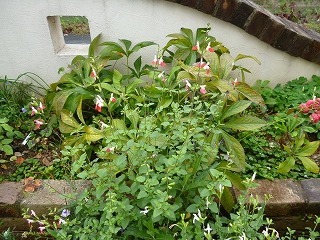 P1260433ss.jpg