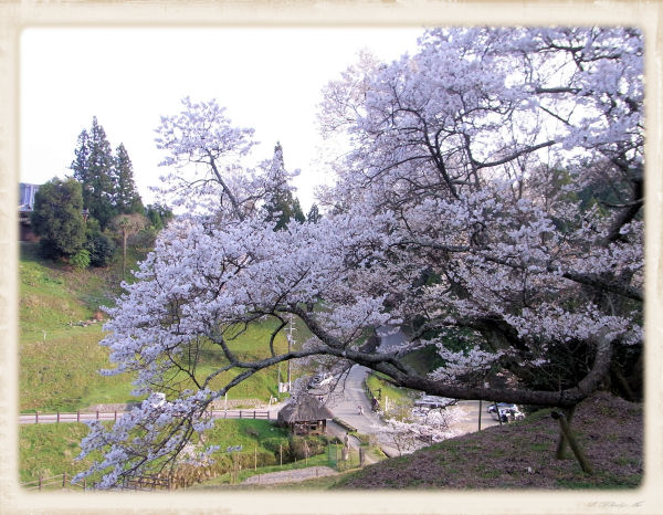 佛隆寺の桜満開