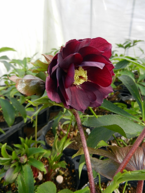 DSCN1192.JPG