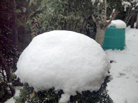 イヌツゲと雪