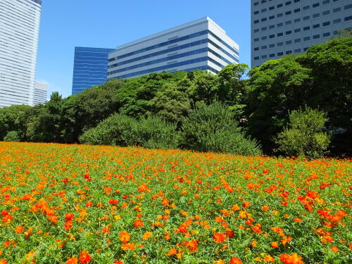 浜離宮恩賜庭園にて