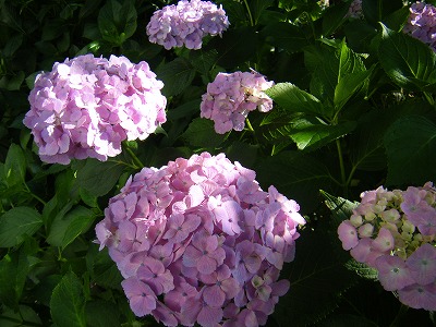 木漏れ日の紫陽花1