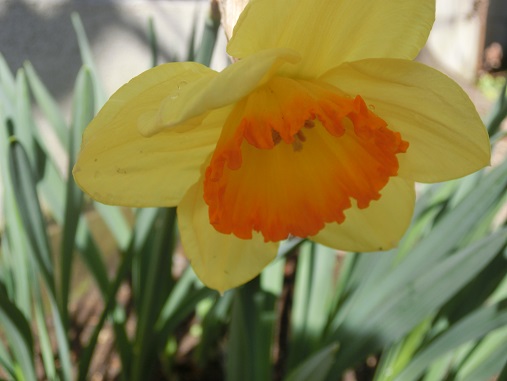 オレンジ水仙