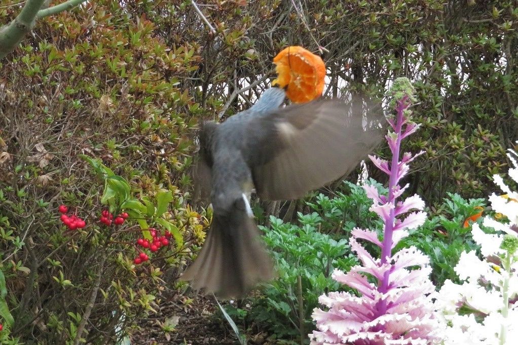 庭の鳥 ヒヨドリ メジロ 庭のチューリップ咲き始める 畑近く アーモンド満開 大分金太郎の花鳥蝶月 楽天ブログ