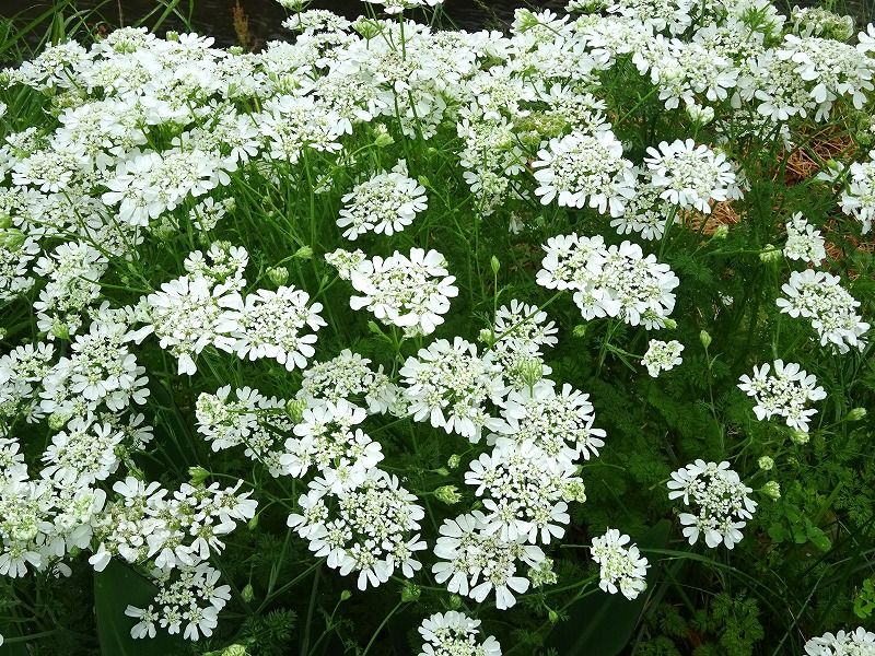5月16日 今日の一花 その３ ホワイトレースフラワー Gazengamaのブログ 散歩中に出合った花と趣味の陶芸作品 楽天ブログ