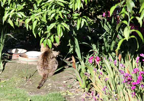 我が家のニャンコ♪2016/5/22-2