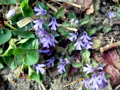 金瘡小草の花の群れ