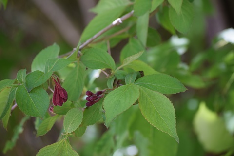 DSC_0179.jpg