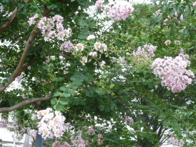 585 さるすべり