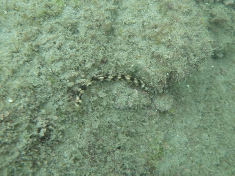 オオイカリナマコ（Synapta maculata）4　串本採集2016年10月　発見場所