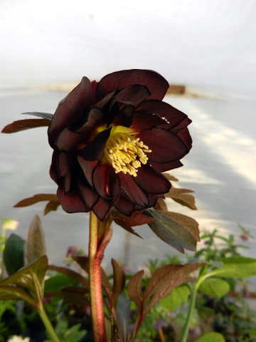 DSCN0772.JPG