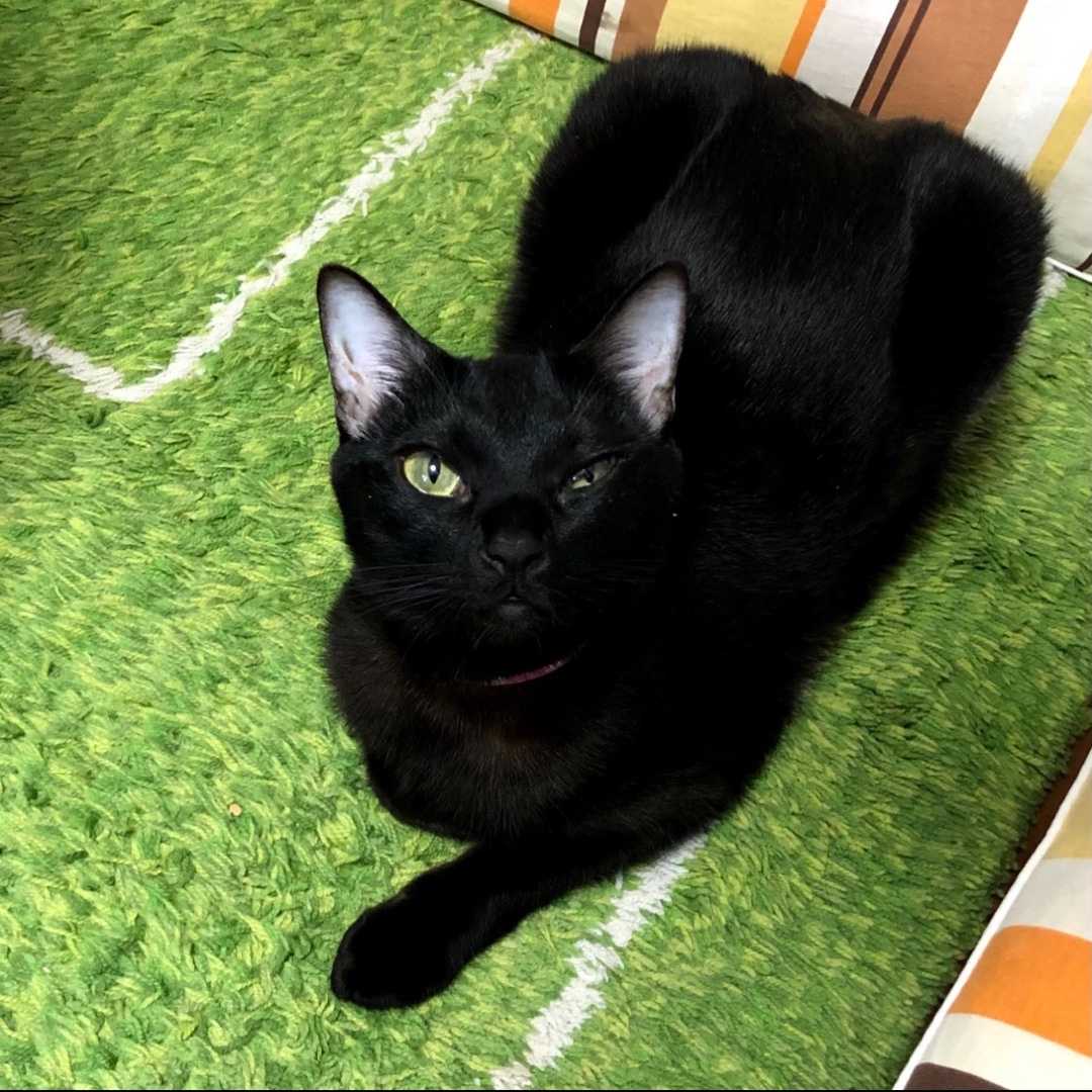 5キロが境目 テレビシーソーはやめとくれ 犬と旦那とiga ニャン 楽天ブログ