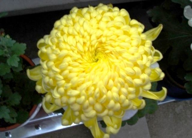 厚物 広物 管物大輪菊のオンパレード 花と蕎麦とリハビリと 楽天ブログ