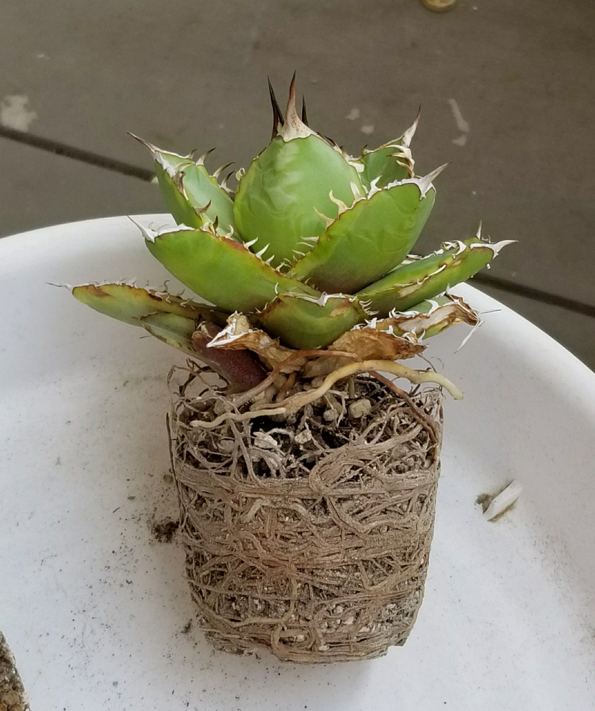 Shwは植え替えだ アガベ編 デルオの多肉日記 楽天ブログ Shwは植え替えだ アガベ編 デルオの多肉日記 楽天ブログ