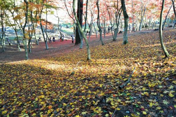 修善寺自然公園