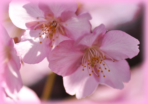 桜５