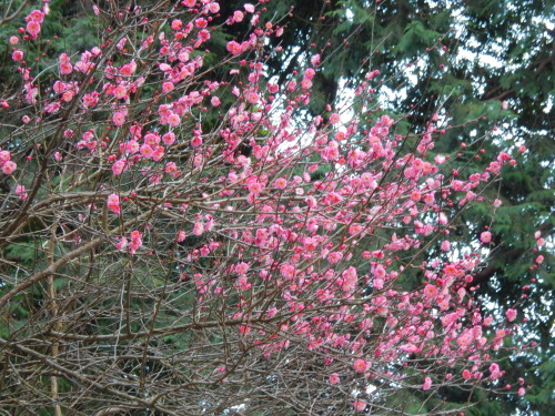 DSCN0067b20160202.jpg
