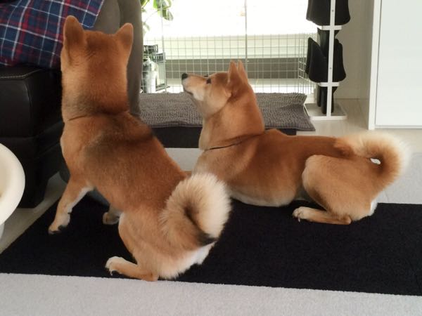 rblog-20160205225923-02.jpg