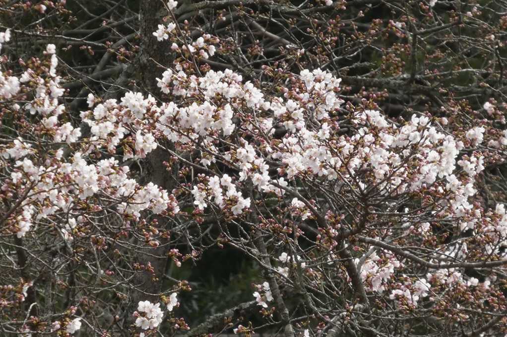 515