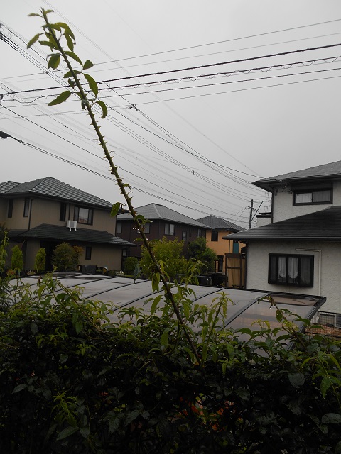 DSCN0859.JPG