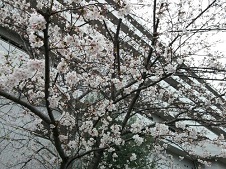 20170406桜.jpg