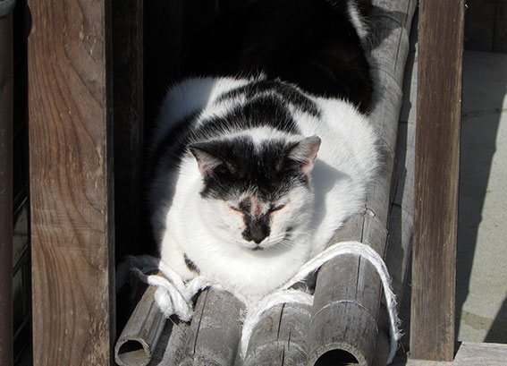 我が家のニャンコ♪2014/12/27-2