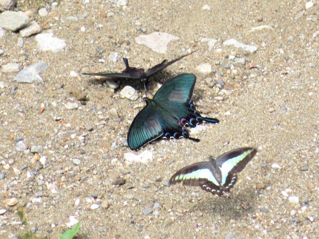 蝶；ミヤマカラスアゲハ♀♂、アオスジアゲハ、ヒメウラナミジャノメ