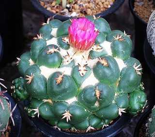 象牙丸錦 Coryphantha elephantidens 