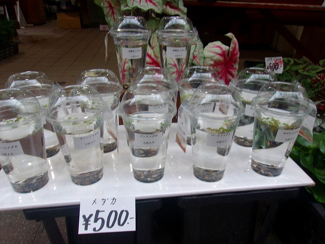 メダカ５００円.jpg
