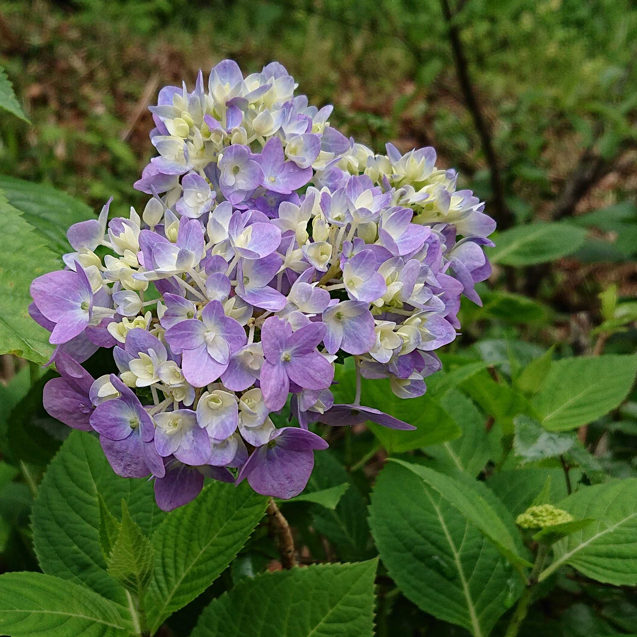 その他の花木 の記事一覧 趣味は園芸だけれども 楽天ブログ