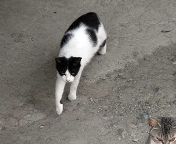 我が家のニャンコ♪2013/5/8-2