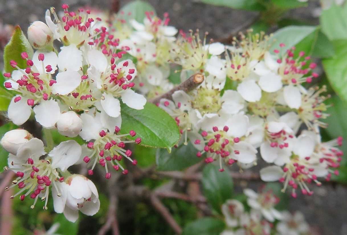 疲れて昼寝ばかり 一一 花はカマツカ だい のひとりごと 楽天ブログ