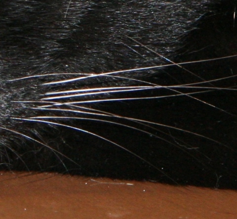20120729ﾀｸ髭.jpg