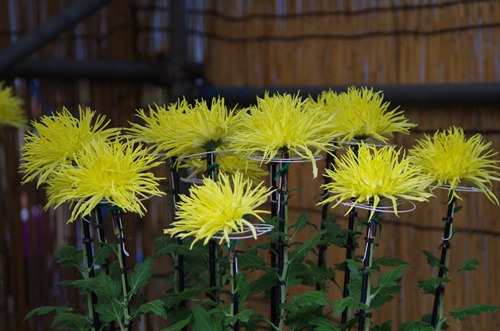 東京都観光菊花大会