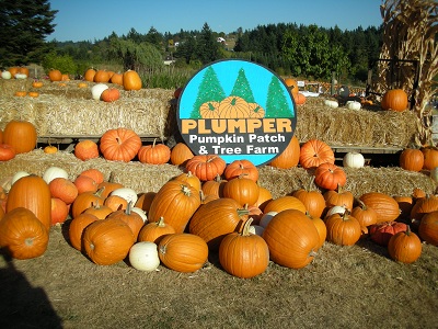 Plumper Pumpkin Patch