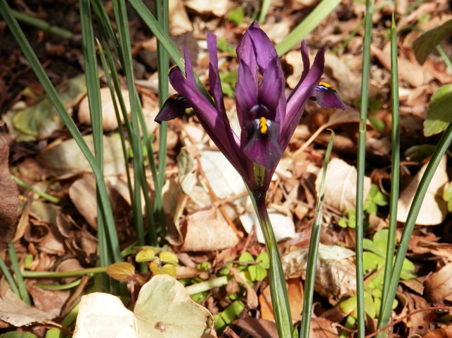 P3090112花ﾌﾞﾛｸﾞ.jpg