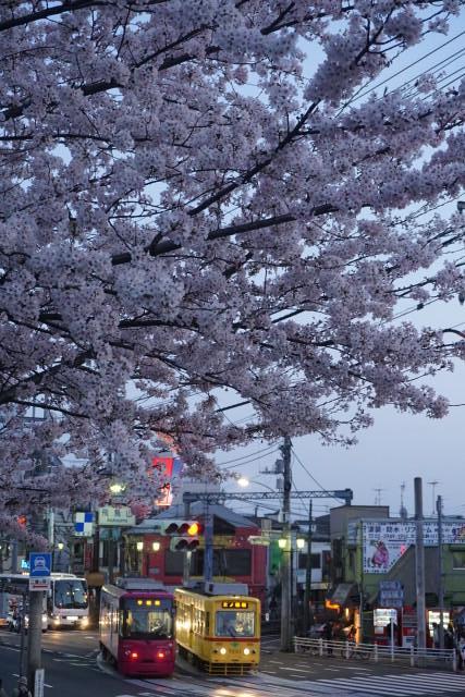 夜桜の 都電 飛鳥山2