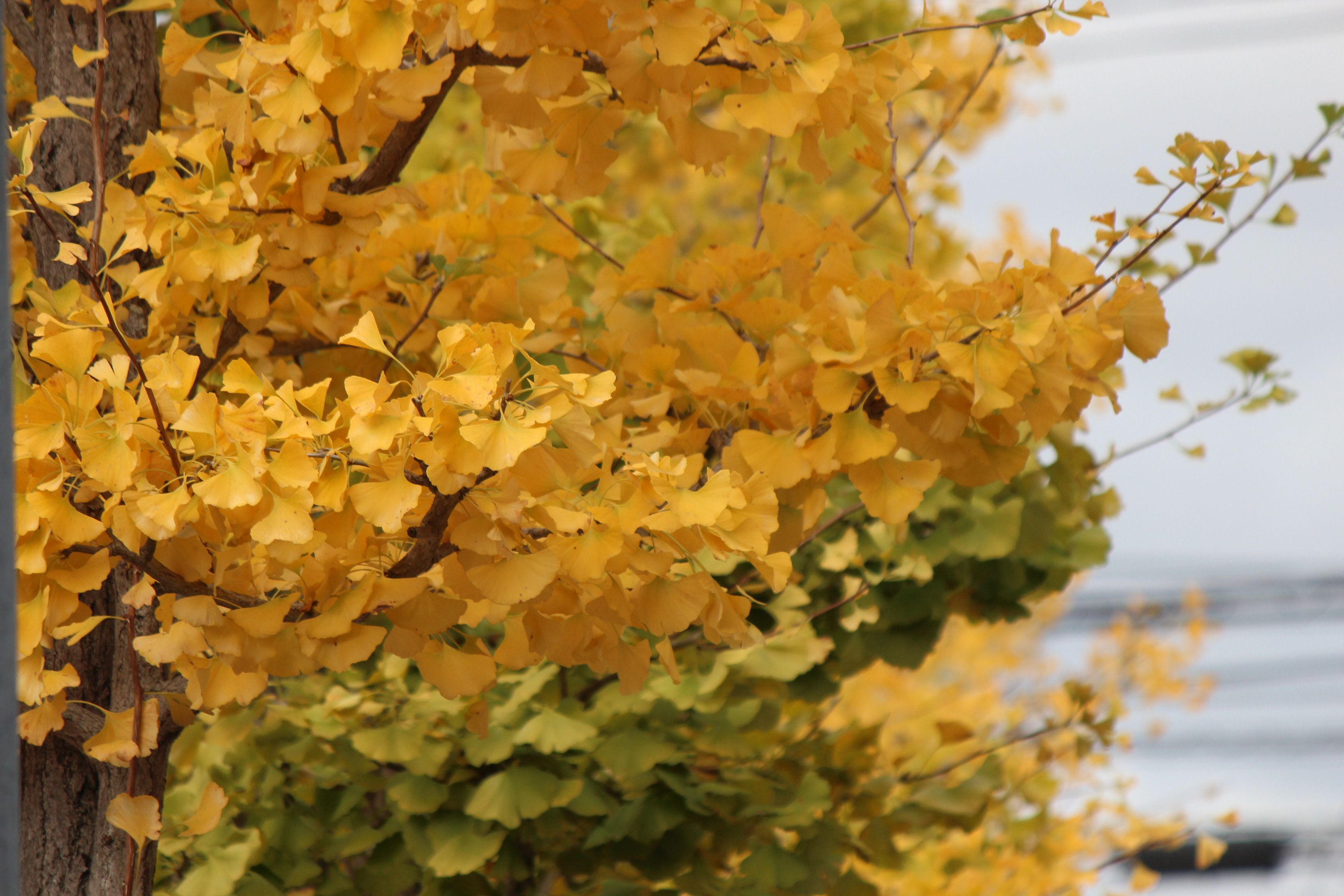 ポプラも紅葉 つれづれ日記 楽天ブログ