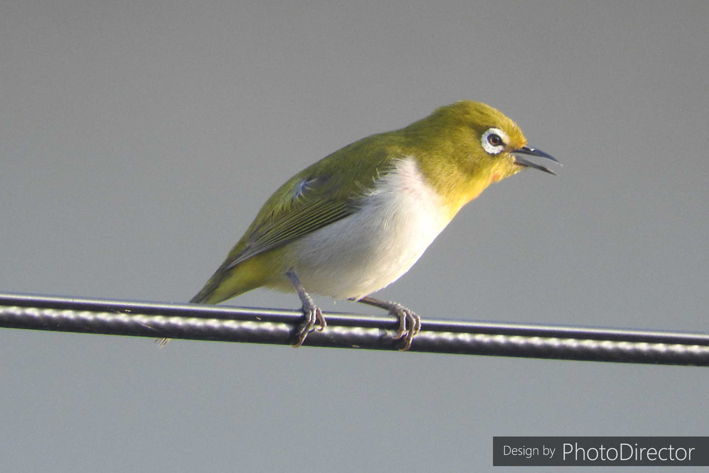 2ページ目の記事一覧 ねこログ 楽天ブログ