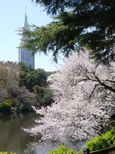 sakura3.JPG