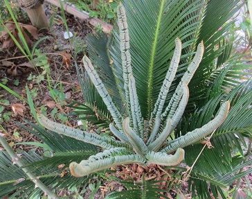 ソテツの新芽が伸びてきました | アトリエもこの適温生活！ - 楽天ブログ