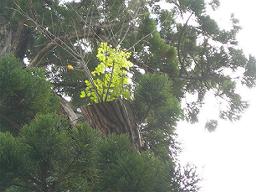 DSCN5839-w256.jpg