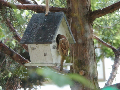 2015-10-09suzume (2).JPG