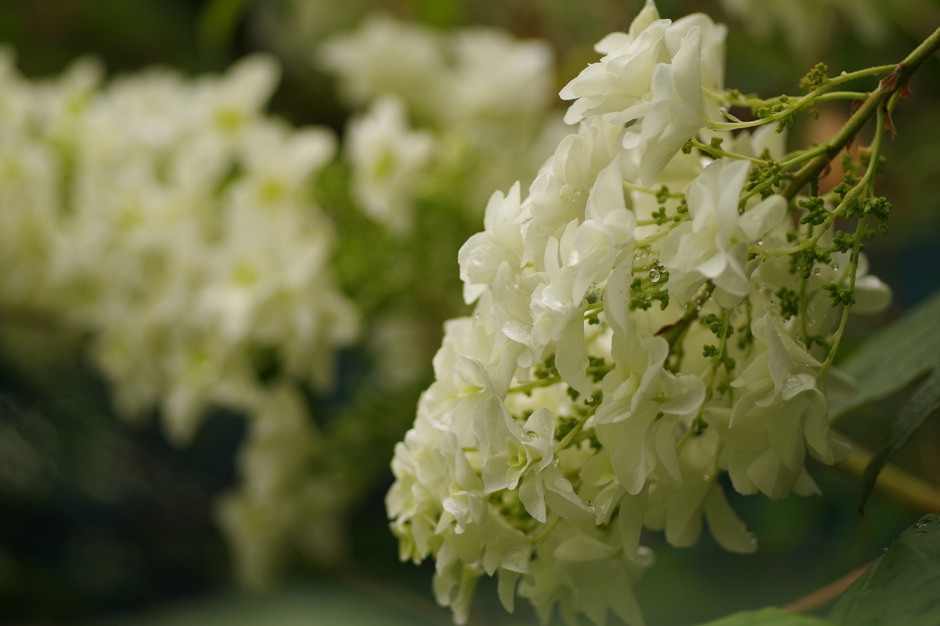紫陽花白０３